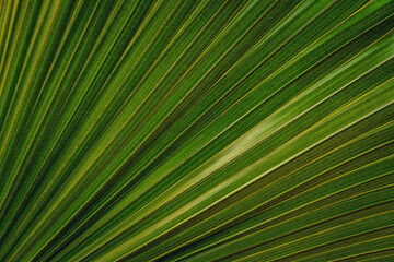 Obraz premium Palm leaves, background and texture