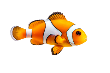 Small orange and white fish swimming in a tank, isolated