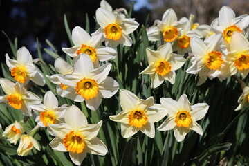 White and orange daffodils in a spring garden
