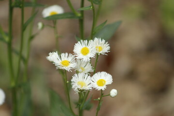 white daisies in a garden