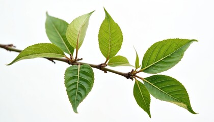 Obraz premium Apple tree branch close-up on white. Fresh green leaves sprout from small twigs. Nature, eco concept. Plant growth detail. Botanical element for spring, summer design, cards, posters, ad, branding.