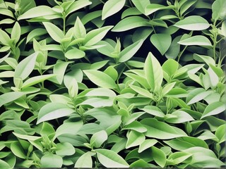 green leaves background