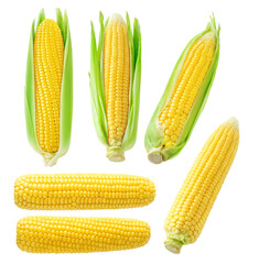 Collection of isolated corn cobs, peeled and with leaves, no background