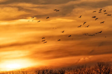 Sandhill cranes at sunset; Crane Trust; Nebraska 