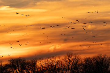 Sandhill cranes at sunset; Crane Trust; Nebraska 