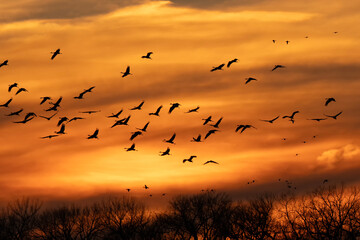 Sandhill cranes at sunset; Crane Trust; Nebraska 