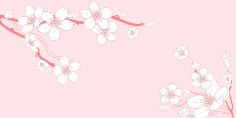 Vector horizontal pink background with line art of sakura branch with flowers. Hand drawn cherry branches. Vector illustration.
