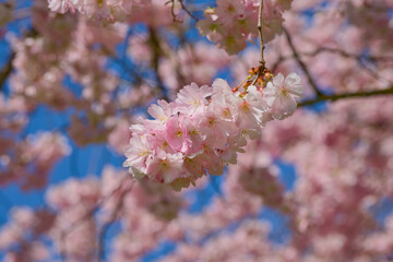 Accolade cherry blossom on a spring day close-up