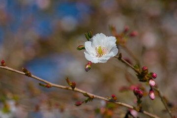 Hally Jolifette cherry flower on a twig on the blurred background close-up