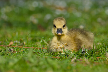gosling of greylag goose is lying on the green meadow on a sunny spring day close-up