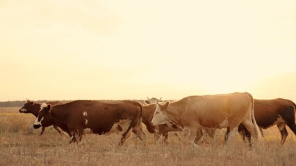 herd of cows walk across the field at sunset in the sky, farming, cattle in farmland at dawn, raising livestock for beef meat, obtaining milk from the udder, mammary glands for making dairy products.
