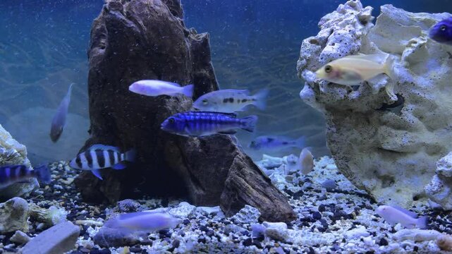 Acuario con peces c&iacute;clidos africanos
