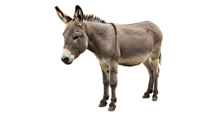 Isolated Donkey
