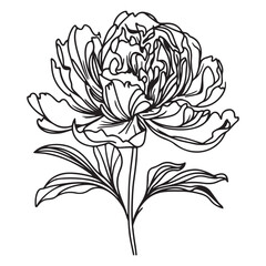 Simple peony flower vector art