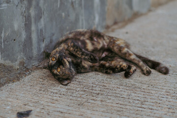 A tortoiseshell cat lies on its back on a concrete pavement, showing off its golden eyes and playful posture.