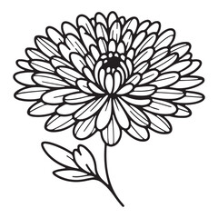 Simple Chrysanthemum flower vector art