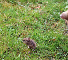 Domestic cat, instinctive mouse hunter