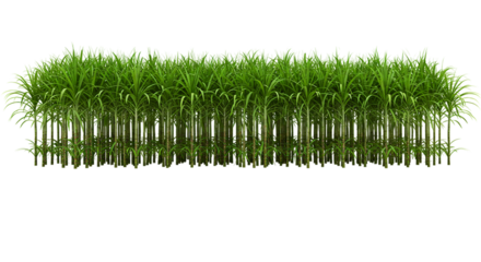 A full frame shot of a dense patch of green sugarcane plants isolated on a black background scene view
