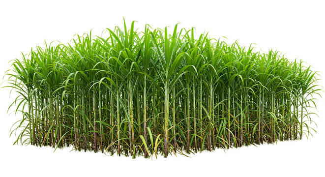 A dense patch of green sugarcane plants with tall stalks and leaves isolated on a black background