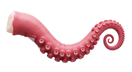Isolated Octopus tentacle © Luca