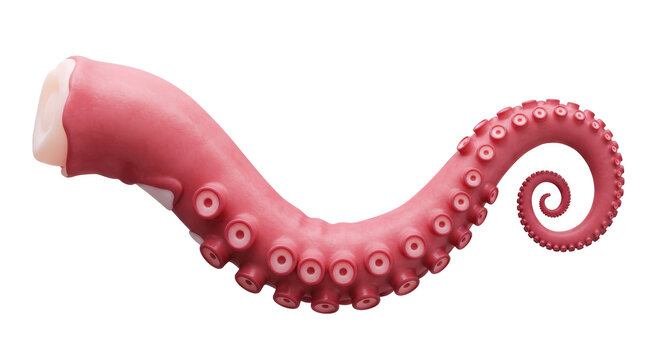 Isolated Octopus tentacle