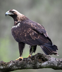 una poderosa aguila imperial en españa