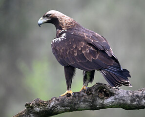 el  impresionante aguila imperial iberica en españa