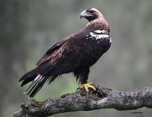 el  impresionante aguila imperial iberica en españa