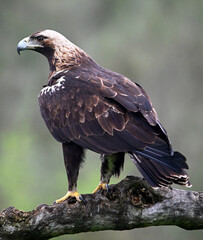 una poderosa aguila imperial en españa