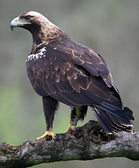 el  impresionante aguila imperial iberica en españa