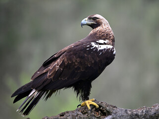 el  impresionante aguila imperial iberica en españa