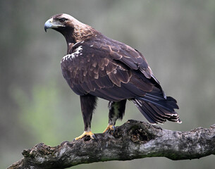 una poderosa aguila imperial en españa