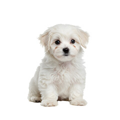 Obraz premium A small, fluffy puppy sitting and looking directly at the camera, isolated on a clean white background, ideal for commercial pet products and advertising