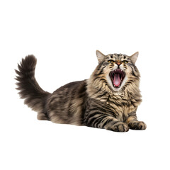 Fluffy domestic cat yawning while resting on clean white background