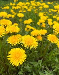 Obraz premium A Vibrant Field of Bright Yellow Dandelions Blooming in the Freshness of Springtime
