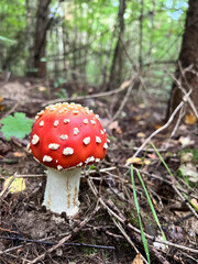 A Vibrant Red Mushroom Thrives in Its Woodland Environment, Beautifying the Ecosystem