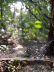A beautiful sunlit forest path adorned with fascinating spider webs in the undergrowth