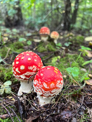 Vibrant Red Mushrooms Set in a Lush, Enchanting Forest Environment Perfect for Exploration