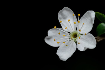 white blackthorn flowers on black background