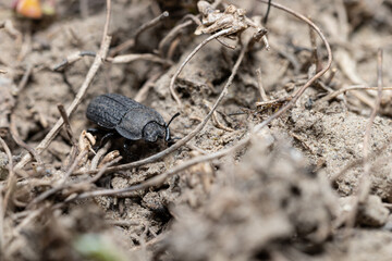 Sand slow beetle Opatrum sabulosum close-up