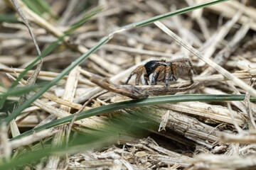 Jumping spider from the family Asianellus festivus