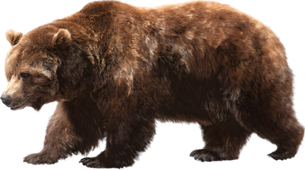Drawing of a large brown bear in realistic style on a transparent background --ar 16:9 --v 7.0