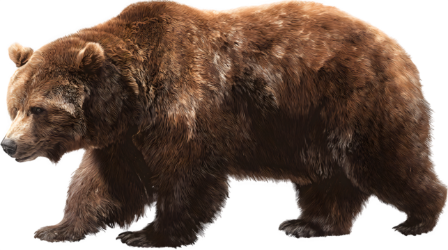 Drawing of a large brown bear in realistic style on a transparent background --ar 16:9 --v 7.0