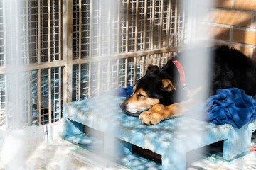 Shelter life: tired stray dog sleeping on a cold platform in a kennel. Sleeping shelter dog on a blanket in a cage, waiting quietly for a forever home. Calm rescue dog is resting in a kennel.