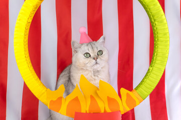 Cute gray cat with pink hat posing in front of circus-themed fire hoop