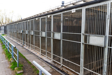 Dog rescue facility with numbered outdoor kennels and fencing. Animal shelter with caged kennels for stray and rescue dogs. Exterior view of animal shelter kennels showing multiple metal cages.