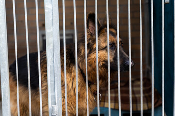 Shelter life of brown dog. Abandoned dog in rescue shelter, brown fur, loyal heart. Adopt, rescue,...