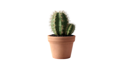 Green cactus in terracotta pot with visible spines isolated on transparent background, hd realistic 8k, --ar 16:9 --v 7.0