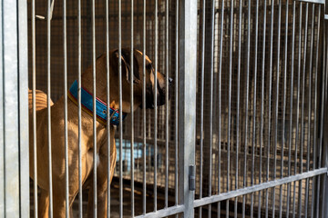 Adopt rescue dogs. Shelter dog need love and care. Homeless dog waiting for adoption in shelter...
