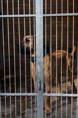 Homeless dog waiting for adoption in shelter cages. Shelter dog wait for adoption behind bars....